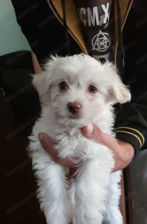 Bichon Havanese - kép 6