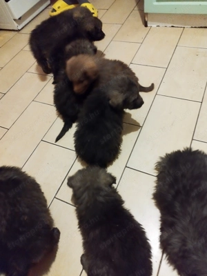 Kiskutyák máshol futkároznának. - kép 3