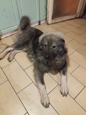 Kiskutyák máshol futkároznának. - kép 4