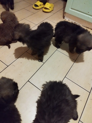 Kiskutyák máshol futkároznának. - kép 2