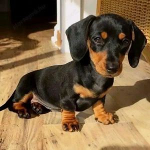 Törpe tacskó kölykök  - kép 2