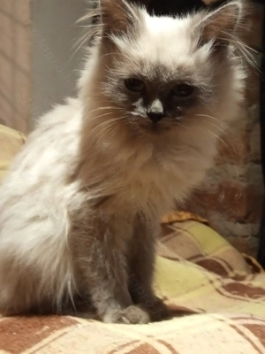 Ragdoll kandúr - kép 1