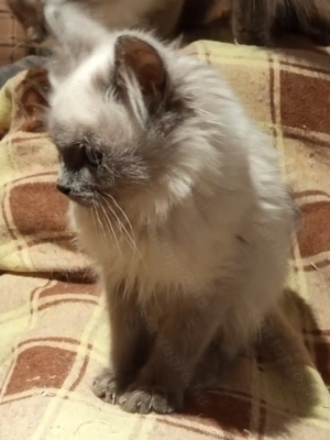 Ragdoll kandúr - kép 2