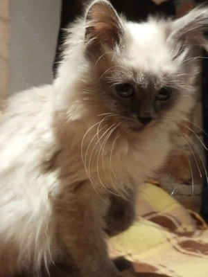 Ragdoll kandúr - kép 3