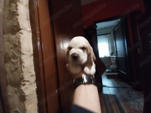 beagle kicsik - kép 7