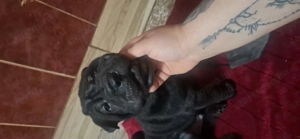 Elado fajtiszta sharpei kis kutya 6 hetes mult - kép 2