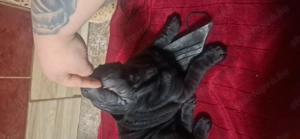 Elado fajtiszta sharpei kis kutya 6 hetes mult - kép 3