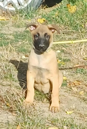 Malinois jellegű kisfiú szerető gazdit keres - kép 8