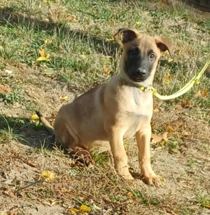 Malinois jellegű kisfiú szerető gazdit keres - kép 9