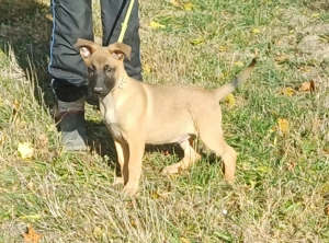 Malinois jellegű kisfiú szerető gazdit keres - kép 7