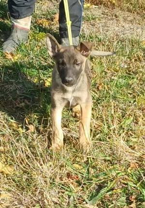 Német juhász jellegű kislány szerető gazdit keres  - kép 5