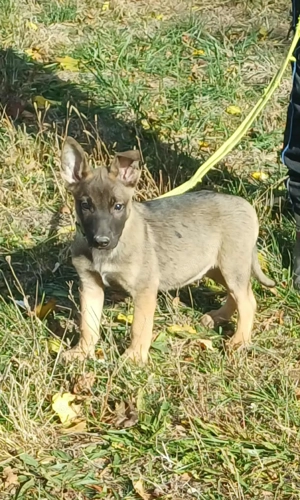 Német juhász jellegű kislány szerető gazdit keres  - kép 2