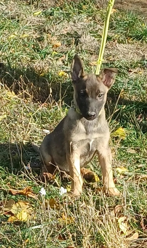 Német juhász jellegű kislány szerető gazdit keres  - kép 6