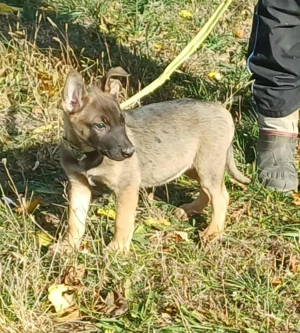 Német juhász jellegű kislány szerető gazdit keres  - kép 3