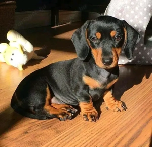 Törpe tacskó kölykök  - kép 2