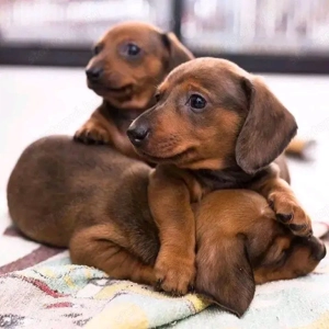 Törpe tacskó kölykök  - kép 4