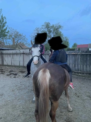 Kanca csikó 2,5 éves  - kép 4