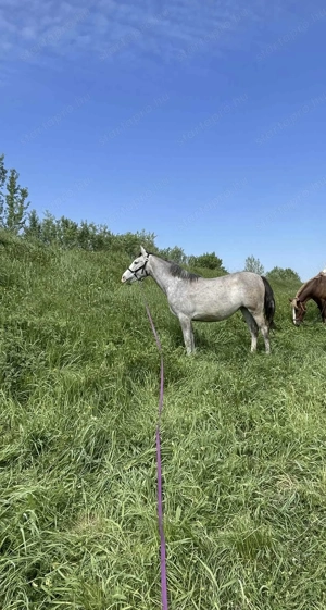 Kanca csikó 2,5 éves  - kép 3