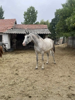 Kanca csikó 2,5 éves  - kép 2