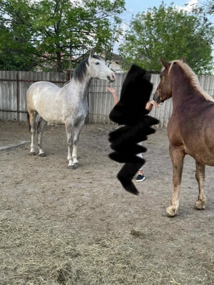 Kanca csikó 2,5 éves  - kép 5