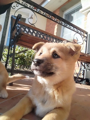 Shiba Inu kölykök - kép 2