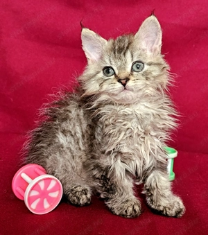 Tenyésztőtől eladó Selkirk Rex hosszú göndör  szőrű  kisfiú cica