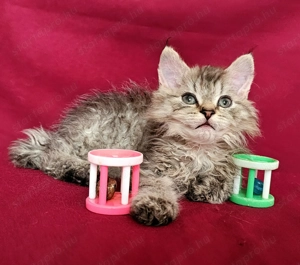 Tenyésztőtől eladó Selkirk Rex hosszú göndör  szőrű  kisfiú cica - kép 9