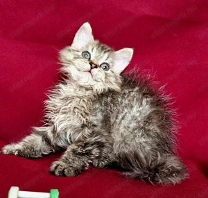 Tenyésztőtől eladó Selkirk Rex hosszú göndör  szőrű  kisfiú cica - kép 5