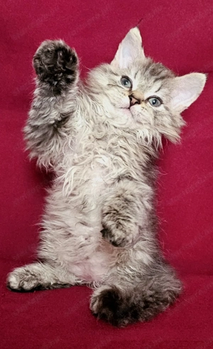 Tenyésztőtől eladó Selkirk Rex hosszú göndör  szőrű  kisfiú cica - kép 2