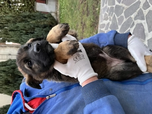 Törzskönyves németjuhász kölykök - kép 7