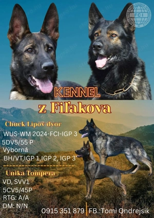 Törzskönyves németjuhász kölykök - kép 2