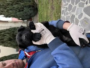 Törzskönyves németjuhász kölykök - kép 3