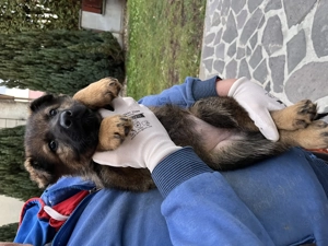 Törzskönyves németjuhász kölykök - kép 5