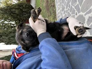 Törzskönyves németjuhász kölykök - kép 4