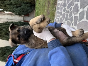 Törzskönyves németjuhász kölykök - kép 8