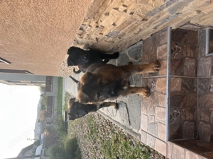 Törzskönyves németjuhász kölykök - kép 11