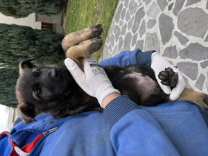 Törzskönyves németjuhász kölykök - kép 10