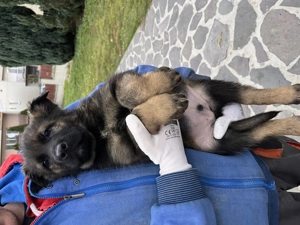 Törzskönyves németjuhász kölykök - kép 6