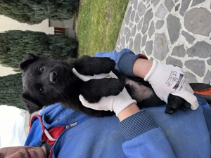 Törzskönyves németjuhász kölykök - kép 9