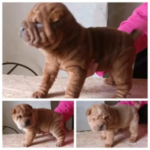 Fajtatiszta shar-pei kan kutyus