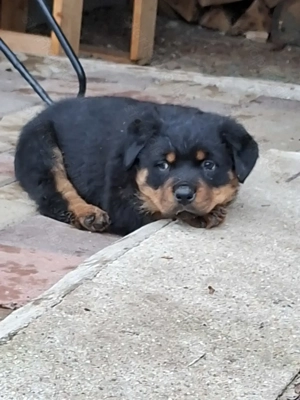 Rottweiler kiskutyák