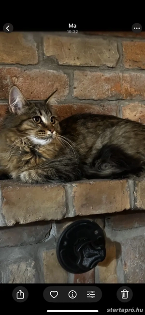 Maine coon kislányok. - kép 2