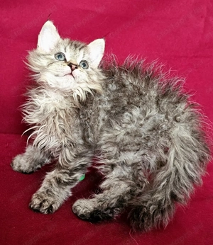Tenyésztőtől eladó Selkirk Rex hosszú göndör  szőrű  kisfiú cica - kép 4