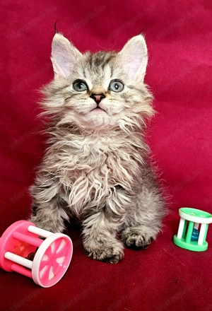 Tenyésztőtől eladó Selkirk Rex hosszú göndör  szőrű  kisfiú cica - kép 7
