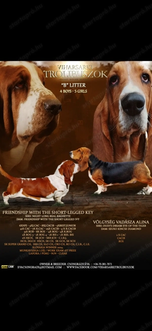 Eladó Basset Hound kiskutya  - kép 6