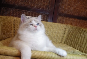 Ragdoll cica! Missisipi lány!  - kép 1