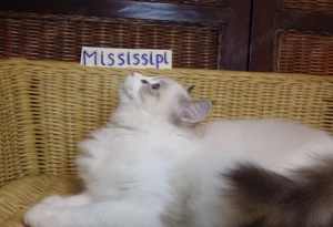 Ragdoll cica! Missisipi lány!  - kép 6
