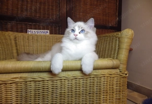 Ragdoll cica! Missisipi lány!  - kép 4