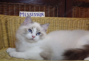 Ragdoll cica! Missisipi lány!  - kép 7
