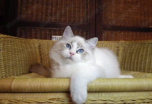 Ragdoll cica! Missisipi lány!  - kép 5